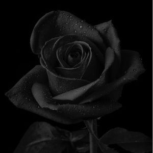 Meet your Posher, Natalia